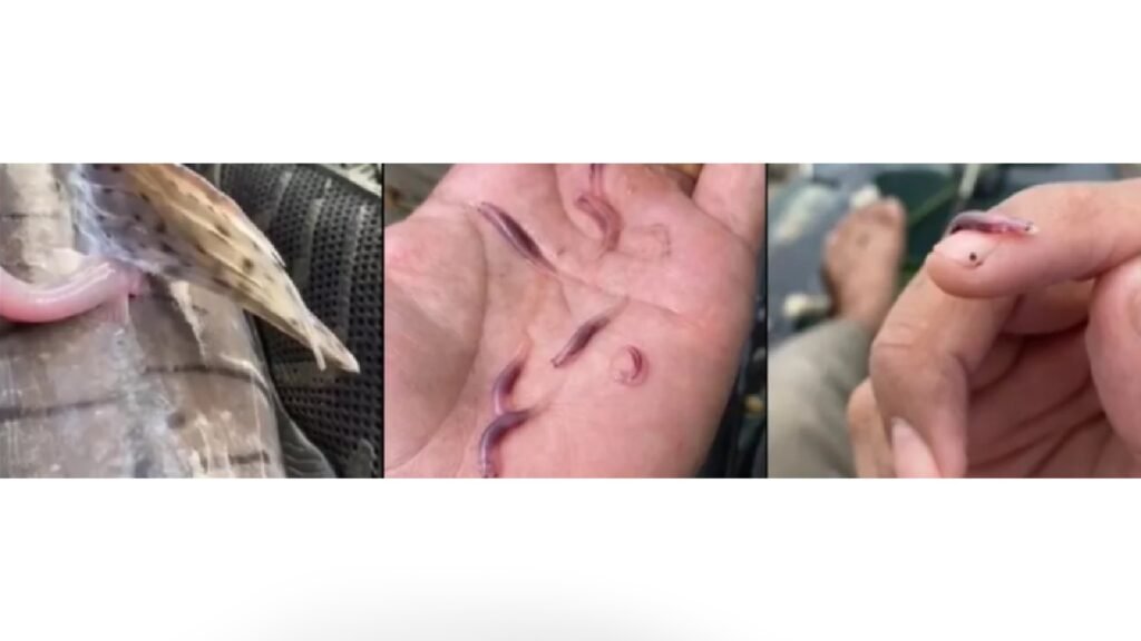 Candiru, conhecido como ‘peixe vampiro’, ameaça banhistas de rios da ...