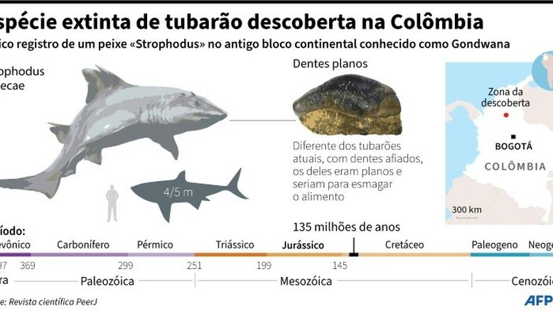 Colômbia descobre espécie de tubarão extinta há milhões de anos