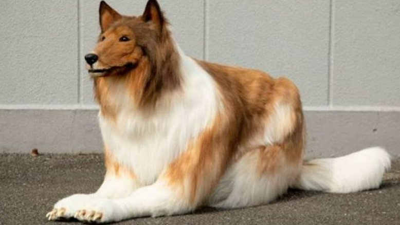 Japonês que gastou R$ 75 mil para se 'transformar' em cachorro expõe dificuldades da ‘vida animal’