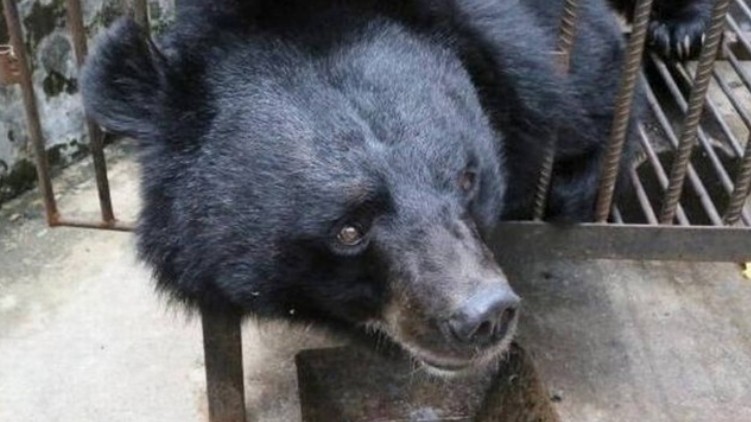 China: Mulher compra filhote de cachorro e dois anos depois descobre que era um urso