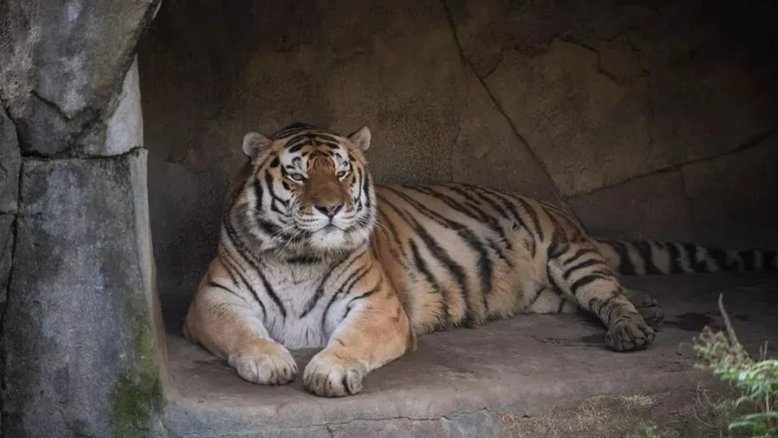 Divulgação/Columbus Zoo and Aquarium