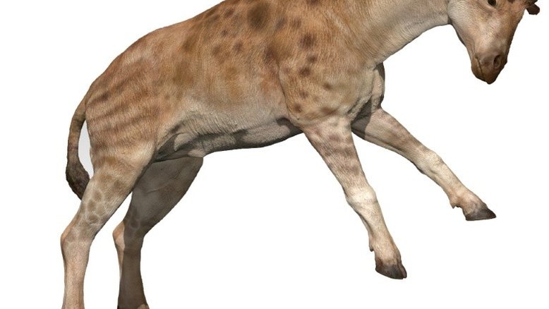 Girafa macho desenvolveu pescoço longo para brigar pelas fêmeas, diz estudo