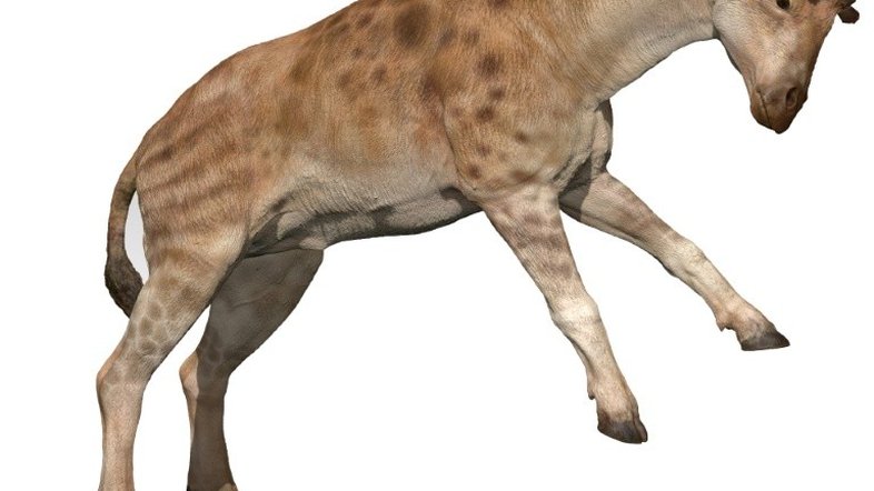 Girafa macho desenvolveu pescoço longo para brigar pelas fêmeas, diz estudo
