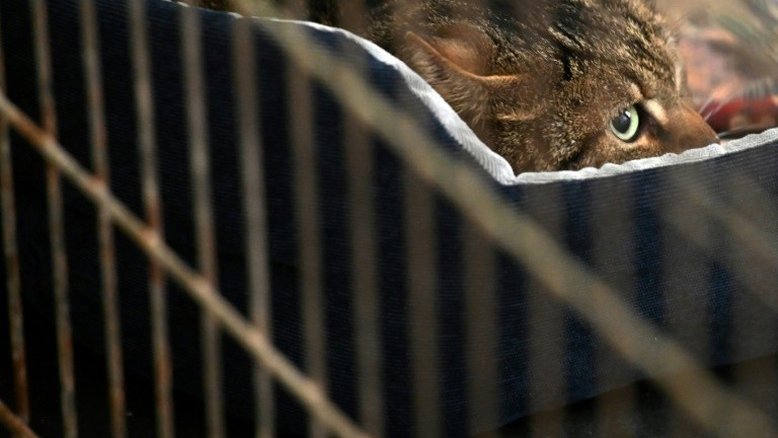 Animais afetados pela guerra aguardam nova vida em abrigo de Kiev