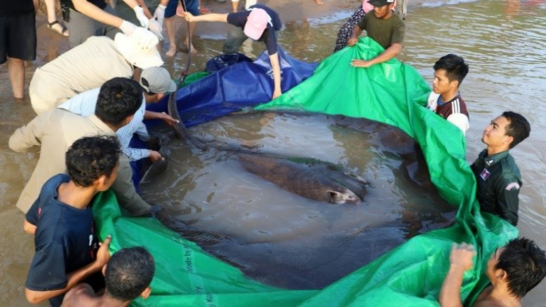 Maior peixe de água doce já registrado é capturado no Camboja
