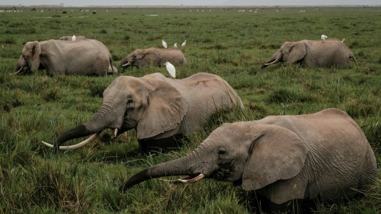 Projeto queniano visa gerar renda de forma sustentável para proteger a natureza