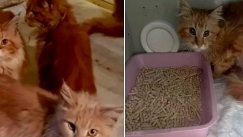 Cadáver de mulher fica em casa por semanas e partes são comidas por gatos
