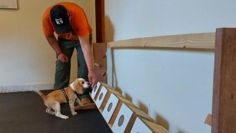 Projetos brasileiros treinam cães para farejar doenças como o câncer e a Covid-19
