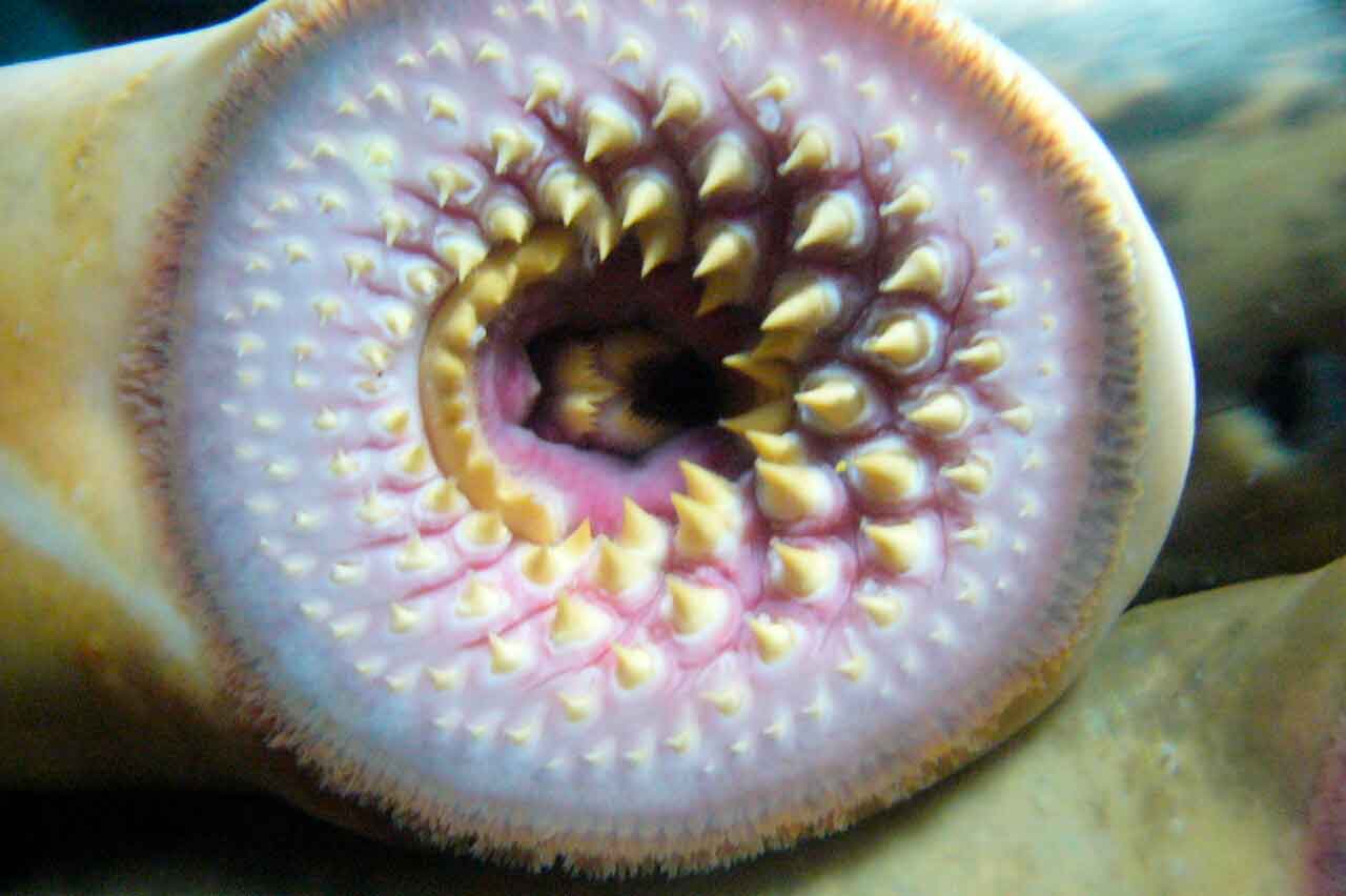 Boca de lampreia: só animais vertebrados conseguem fazer a metilação não CG. Crédito: Drow male/CC BY-SA 3.0, via Wikimedia Commons