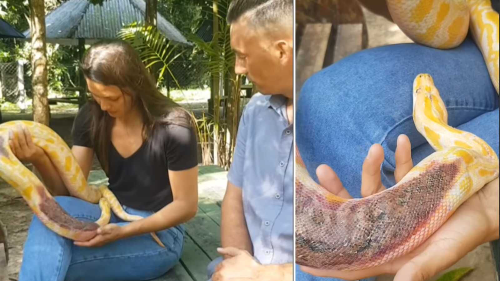 "Cuidem bem dela": Cobra píton é deixada em frente a zoo com garrafa de cachaça e bilhete