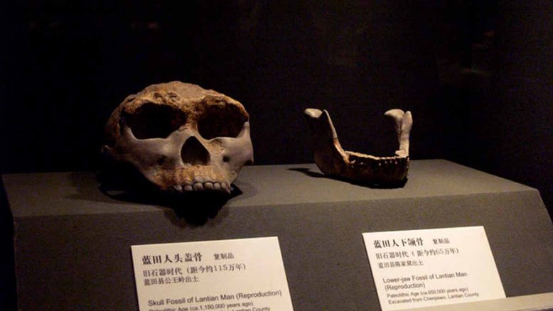 Réplicas de crânio (esquerda) e mandíbula encontrados em Gongwangling, no centro da China. O crânio contém as informações divulgadas pelos cientistas no estudo recente. Crédito: Deadkid dk/Wikimedia Commons