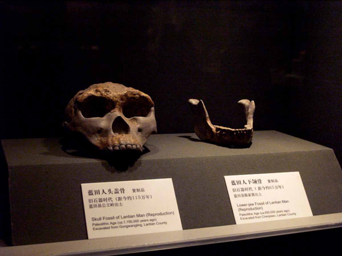 Réplicas de crânio (esquerda) e mandíbula encontrados em Gongwangling, no centro da China. O crânio contém as informações divulgadas pelos cientistas no estudo recente. Crédito: Deadkid dk/Wikimedia Commons