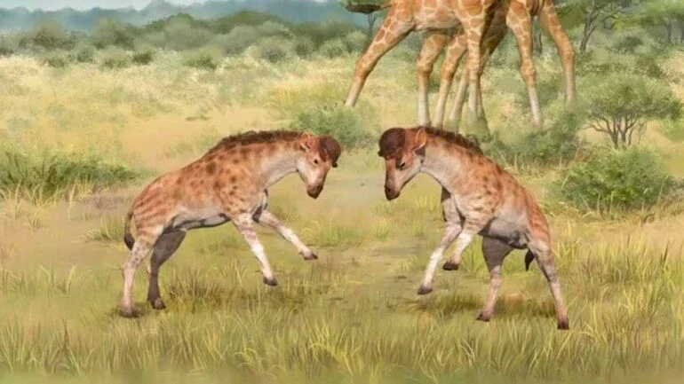 Competições entre girafoides machos. Primeiro plano: Discokeryx xiezhi; plano de fundo: Giraffa camelopardalis. Crédito: Wang Yu e GUO Xiaocong