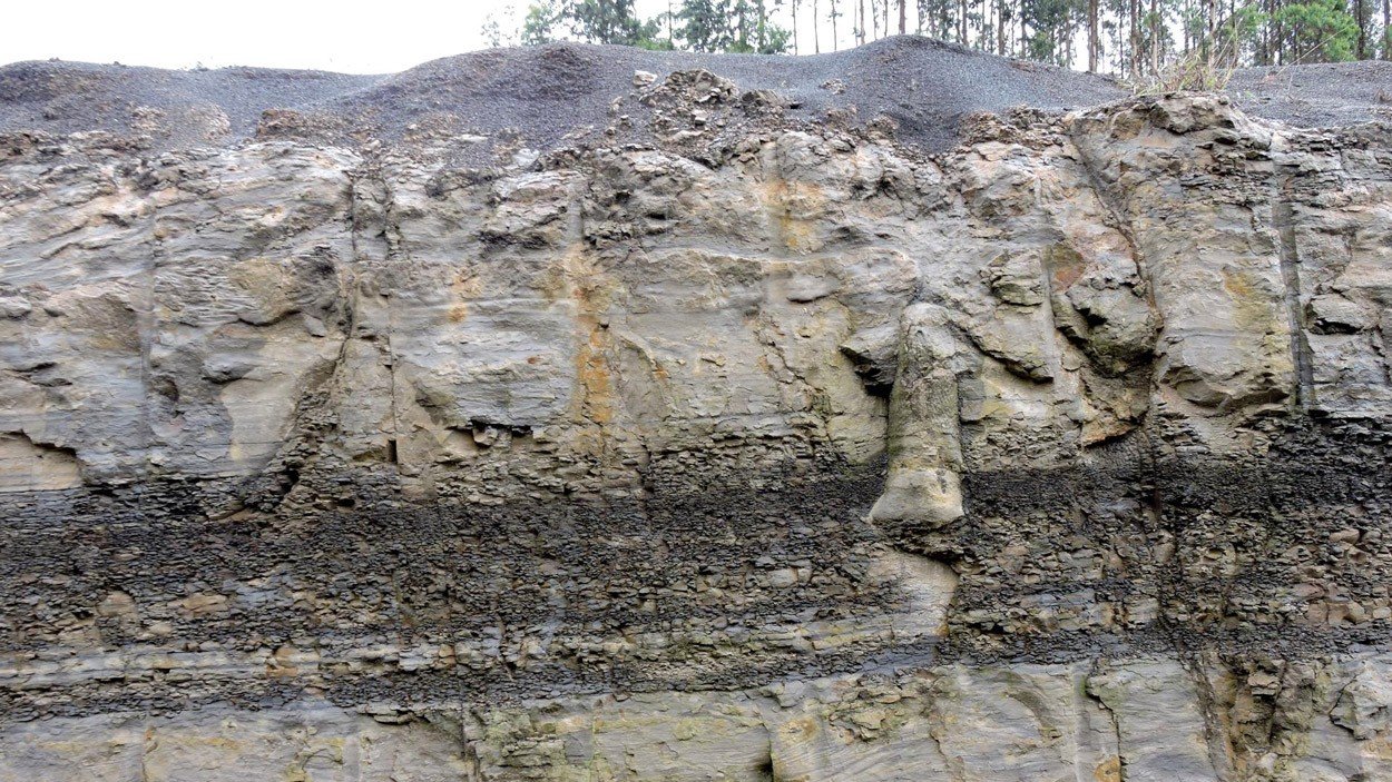 Pesquisadora descobre floresta fossilizada de 290 milhões de anos