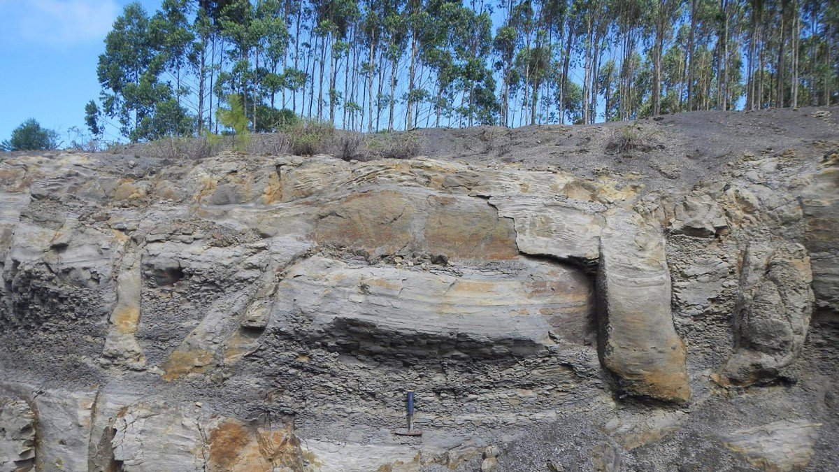 Pesquisadora descobre floresta fossilizada de 290 milhões de anos