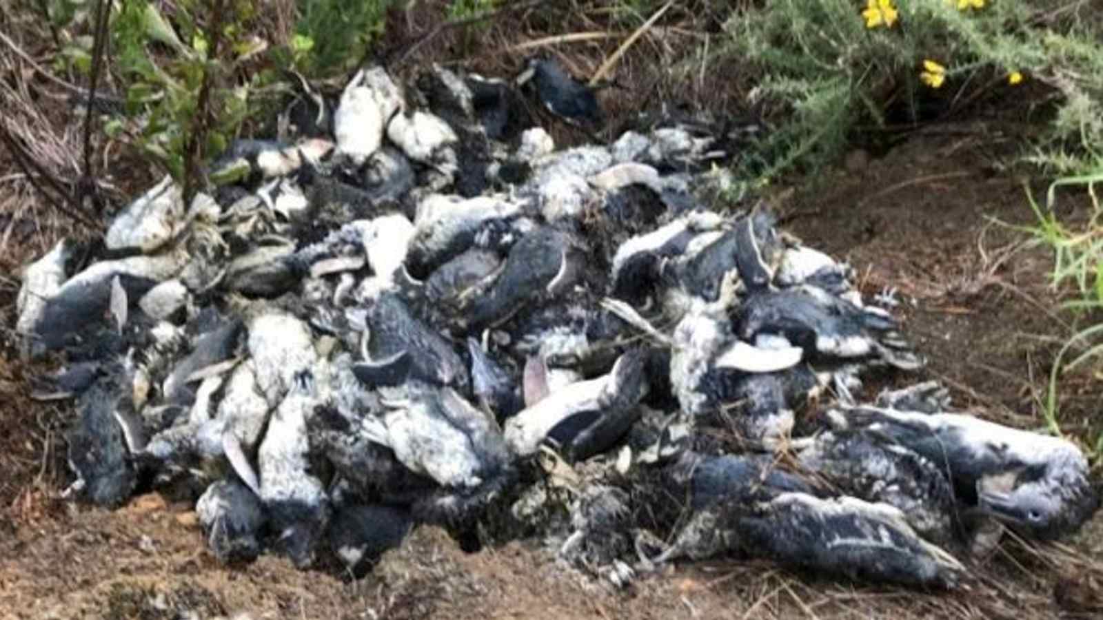 Mais de 180 pinguins são encontrados mortos em praia na Nova Zelândia