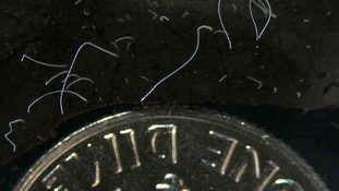 Foto de junho de 2022 mostra fios finos de células de bactérias Thiomargarita magnifica ao lado de uma moeda de dez centavos dos EUA. A espécie foi descoberta em manguezais do arquipélago de Guadalupe, no Caribe francês. Pesquisadores do Joint Genome Institute do Departamento de Energia dos EUA, do Laboratório Nacional Lawrence Berkeley, do Laboratório de Pesquisa em Sistemas Complexos e da Universidade das Antilhas caracterizaram a bactéria composta por uma única célula que é 5 mil vezes maior do que outras bactérias. Crédito: Tomas Tyml/Laboratório Nacional Lawrence Berkeley