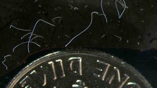 Foto de junho de 2022 mostra fios finos de células de bactérias Thiomargarita magnifica ao lado de uma moeda de dez centavos dos EUA. A espécie foi descoberta em manguezais do arquipélago de Guadalupe, no Caribe francês. Pesquisadores do Joint Genome Institute do Departamento de Energia dos EUA, do Laboratório Nacional Lawrence Berkeley, do Laboratório de Pesquisa em Sistemas Complexos e da Universidade das Antilhas caracterizaram a bactéria composta por uma única célula que é 5 mil vezes maior do que outras bactérias. Crédito: Tomas Tyml/Laboratório Nacional Lawrence Berkeley
