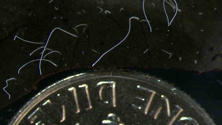 Foto de junho de 2022 mostra fios finos de células de bactérias Thiomargarita magnifica ao lado de uma moeda de dez centavos dos EUA. A espécie foi descoberta em manguezais do arquipélago de Guadalupe, no Caribe francês. Pesquisadores do Joint Genome Institute do Departamento de Energia dos EUA, do Laboratório Nacional Lawrence Berkeley, do Laboratório de Pesquisa em Sistemas Complexos e da Universidade das Antilhas caracterizaram a bactéria composta por uma única célula que é 5 mil vezes maior do que outras bactérias. Crédito: Tomas Tyml/Laboratório Nacional Lawrence Berkeley