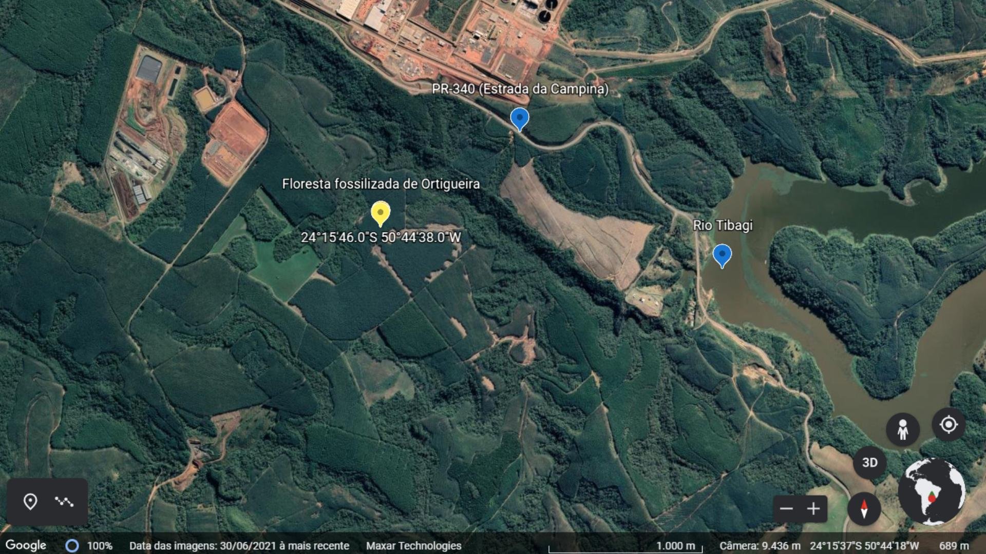 Pesquisadora descobre floresta fossilizada de 290 milhões de anos