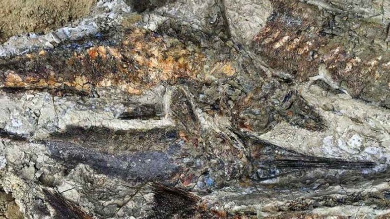 Tartaruga empalada revela dado novo sobre o dia em que os dinossauros morreram (Foto: Robert DePalma)