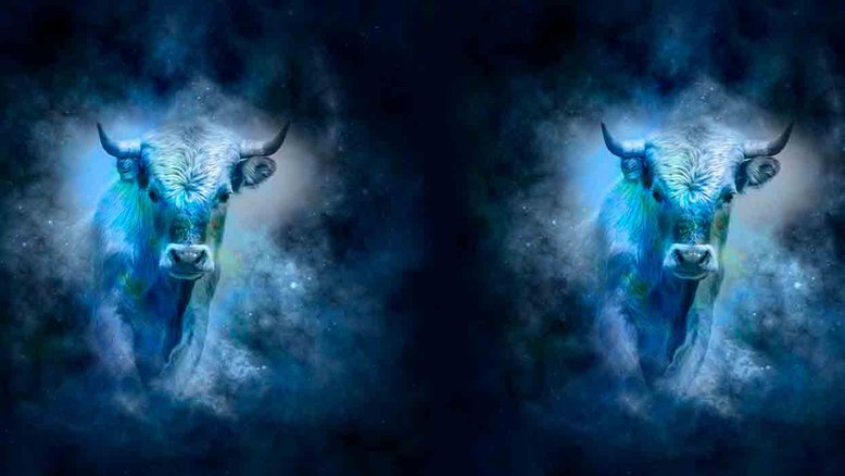 Combinação de signos – Touro e Touro. Foto: Pixabay
