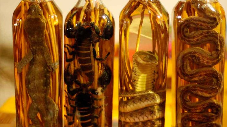 Vinho de cobra (Foto: Pedro Marques)