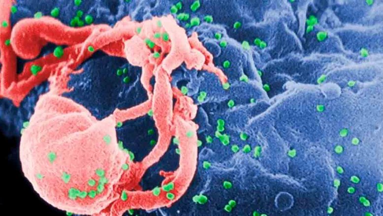 Hoje em dia, 38 milhões de pessoas vivem com HIV: desse total, 28 milhões estão em tratamento antirretroviral. Crédito: Wikimedia Commons