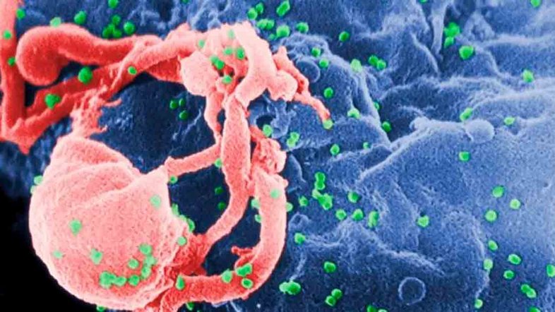 Hoje em dia, 38 milhões de pessoas vivem com HIV: desse total, 28 milhões estão em tratamento antirretroviral. Crédito: Wikimedia Commons