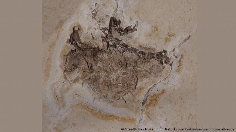 Museu alemão é obrigado a devolver fóssil de dinossauro ao Brasil