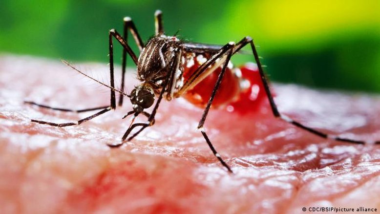 Vírus da dengue e zika manipulam odor para atrair mosquitos