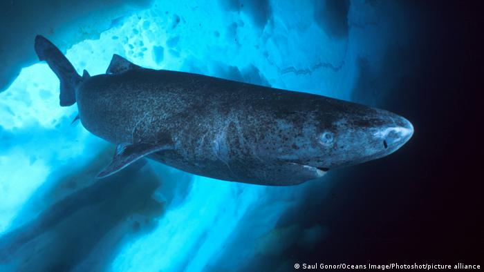 Crise climática ameaça tubarão-da-Groenlândia, o vertebrado mais longevo