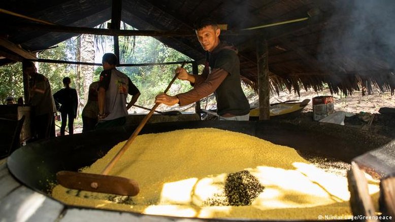 Desmatamento ameaça cultivo milenar de mandioca na Amazônia