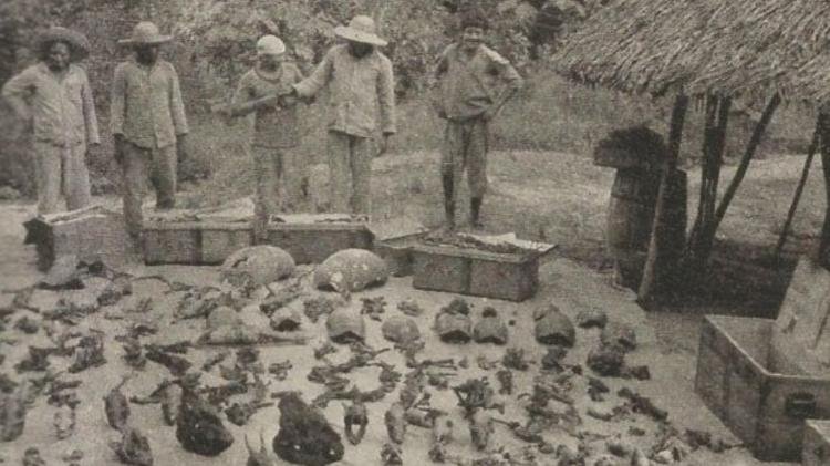 Cruz nazista tombada no Amapá remete à expedição autorizada por Hitler; entenda 15 Cruz nazista tombada no Amapá remete à expedição autorizada por Hitler; entenda