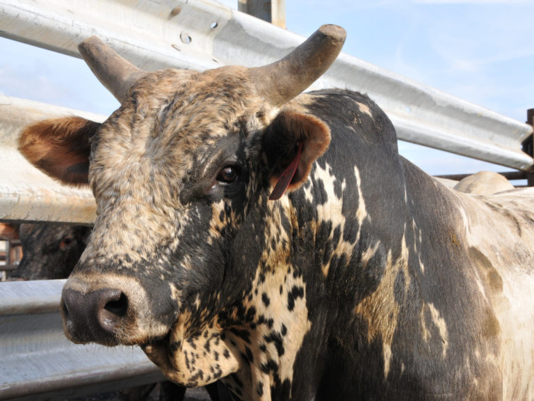 Onda de calor nos EUA mata milhares de cabeças de gado. Crédito: Pxfuel
