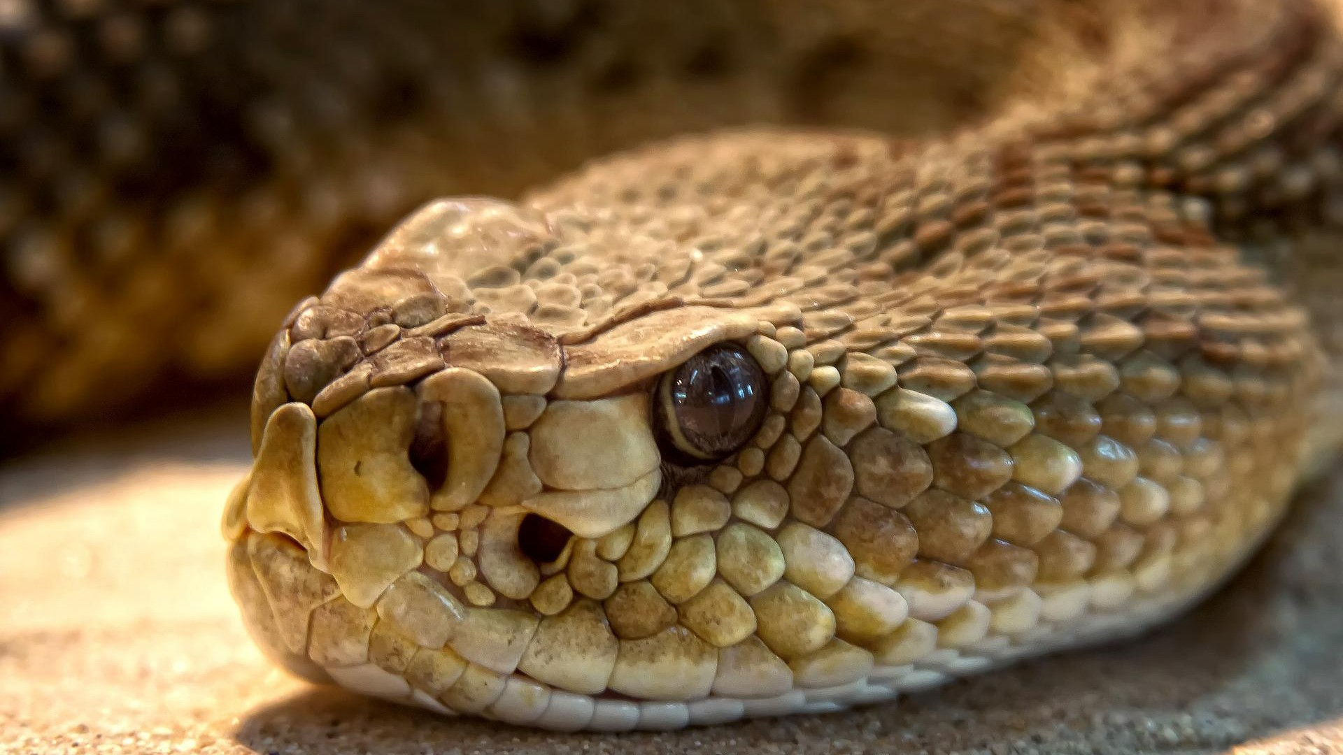 19 melhor ideia de Cobras venenosas