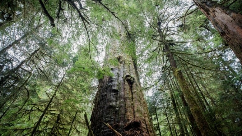 Aquecimento global, mesmo que modesto, ameaça florestas do Hemisfério Norte