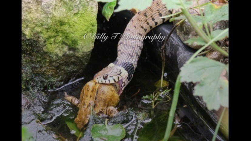 Inglaterra: Fotógrafa registra imagens impressionantes de sapo ‘dando adeus’ enquanto é devorado por cobra