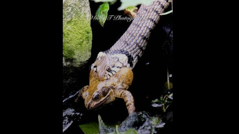 Inglaterra: Fotógrafa registra imagens impressionantes de sapo ‘dando adeus’ enquanto é devorado por cobra