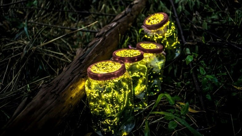 Vaga-lumes preferem acasalar no escuro