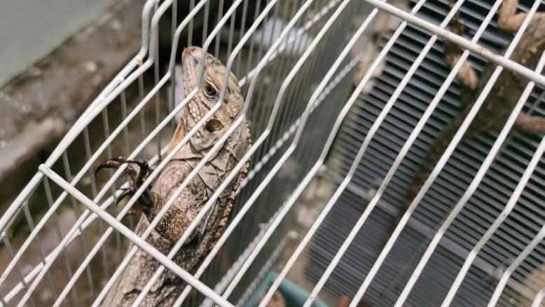 Homem é detido no aeroporto da Tailândia com 17 animais selvagens nas malas