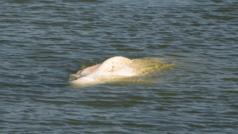 Beluga encontrada no rio Sena está estável mas continua sem se alimentar