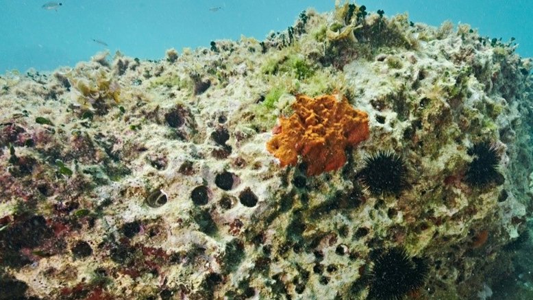 Pesca de mexilhões de concha ameaça a costa italiana