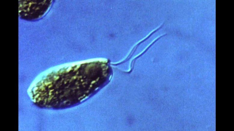 A ameba Naegleria fowleri chega ao cérebro através do nariz, após contato com água contaminada