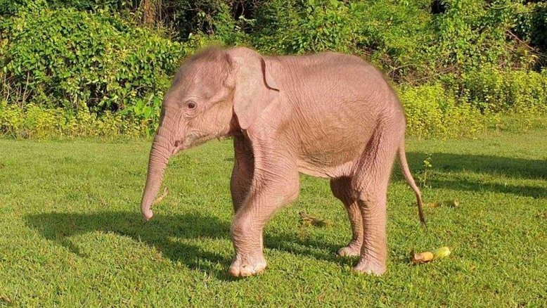 Elefante branco nasce em Mianmar
