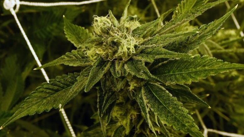 STF suspende julgamento da descriminalização do porte de maconha; veja como votou cada ministro