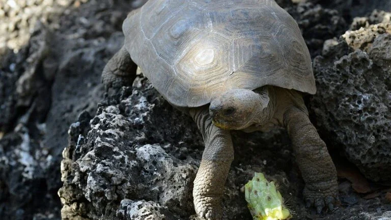 Suposta caça de tartarugas gigantes em Galápagos é investigada