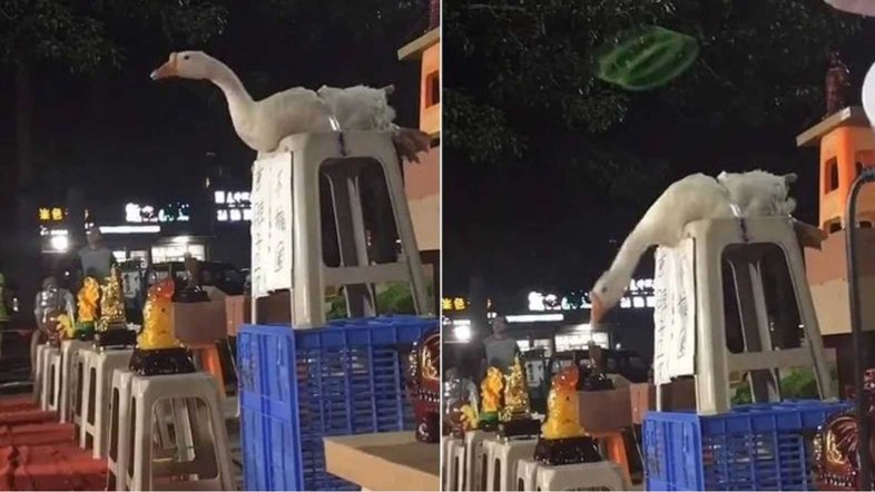Ganso é amarrado e usado como alvo em jogo de argolas na China