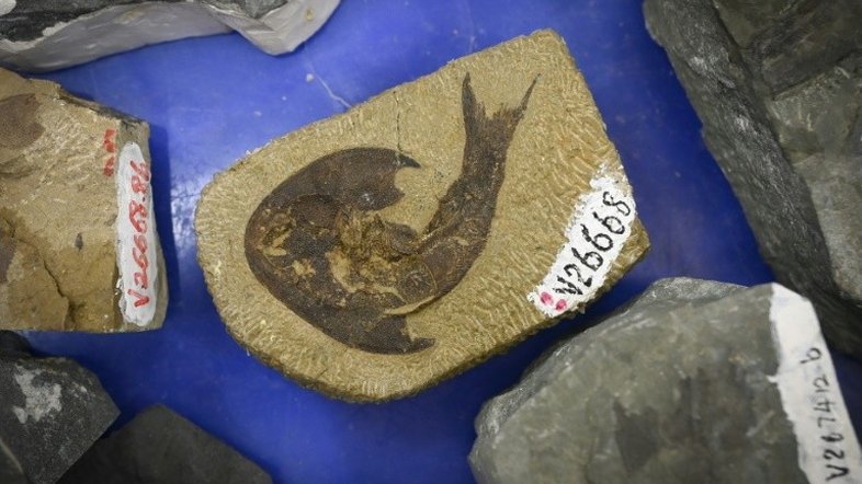 Fósseis de peixes achados na China esclarecem evolução do ser humano