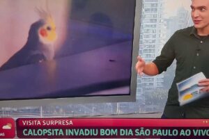 Pessoas 'choram na porta da Globo' após calopsita invadir jornal ao vivo -  ISTOÉ Independente